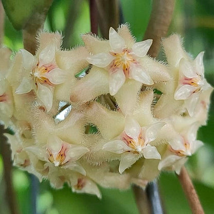  Hoya Erythrina Bajo Plant