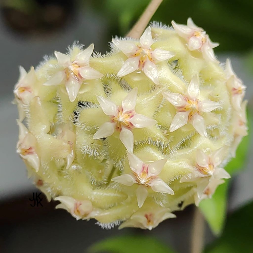  Hoya Erythrina Bajo Plant
