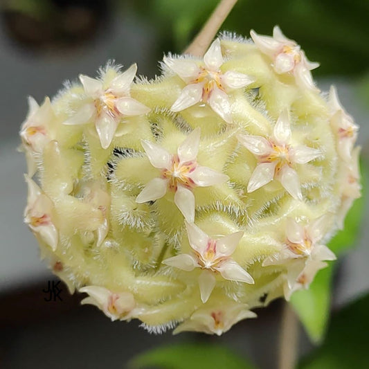  Hoya Erythrina Bajo Plant