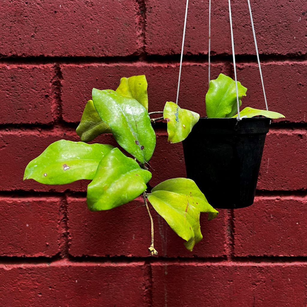  Hoya Erythrina Bajo Plant