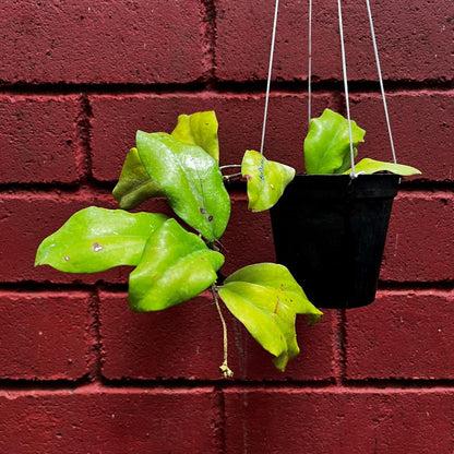  Hoya Erythrina Bajo Plant