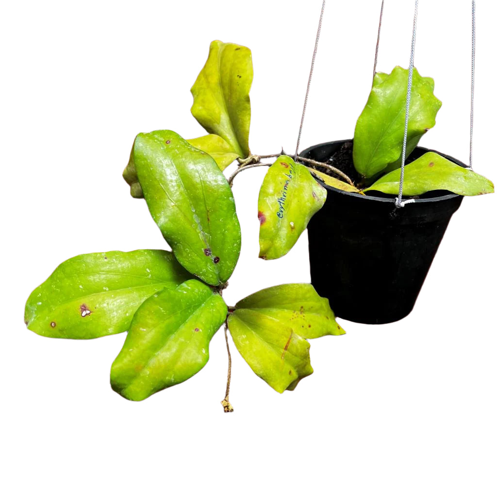  Hoya Erythrina Bajo Plant