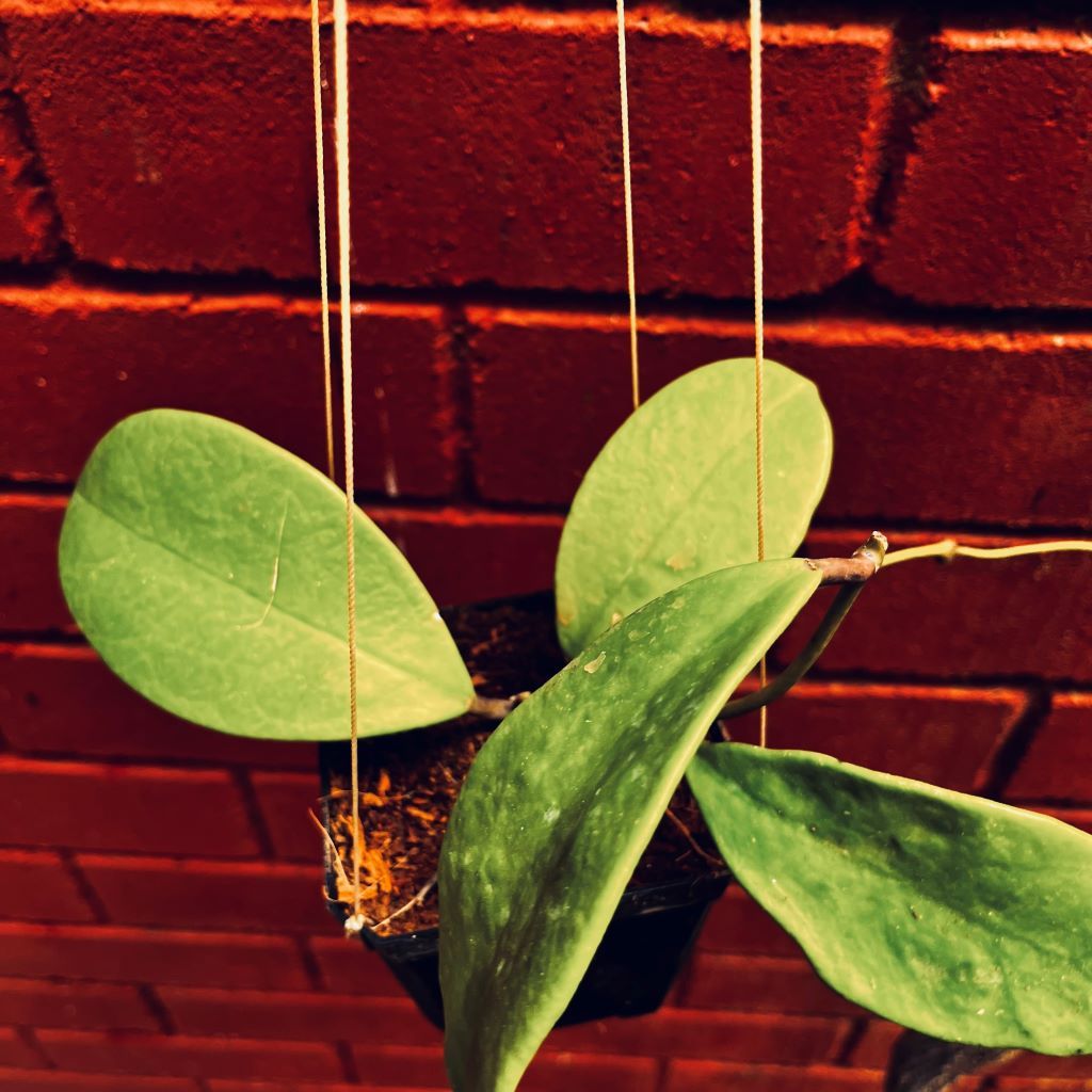  Hoya Excavata Plant