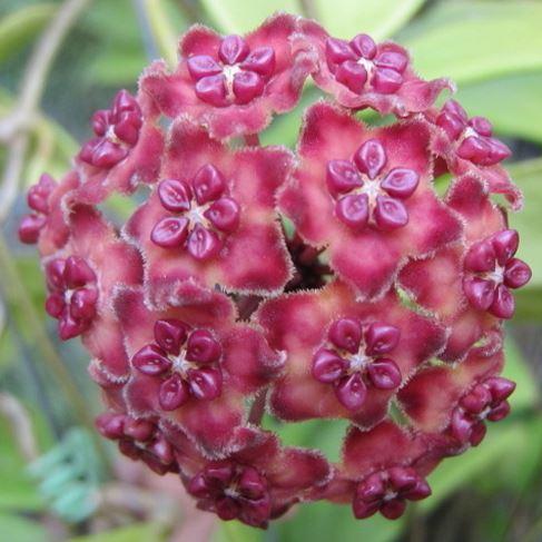  Hoya Excavata Plant
