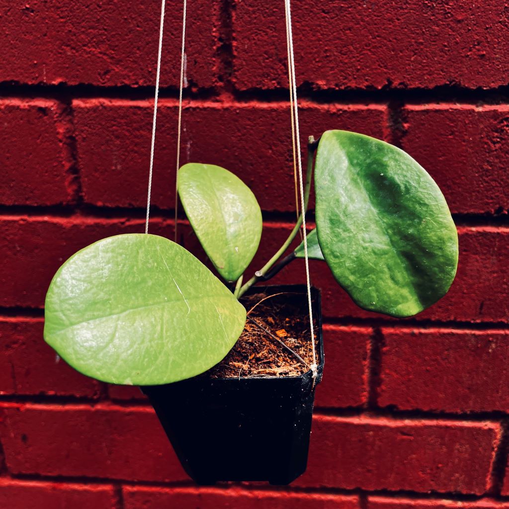  Hoya Excavata Plant