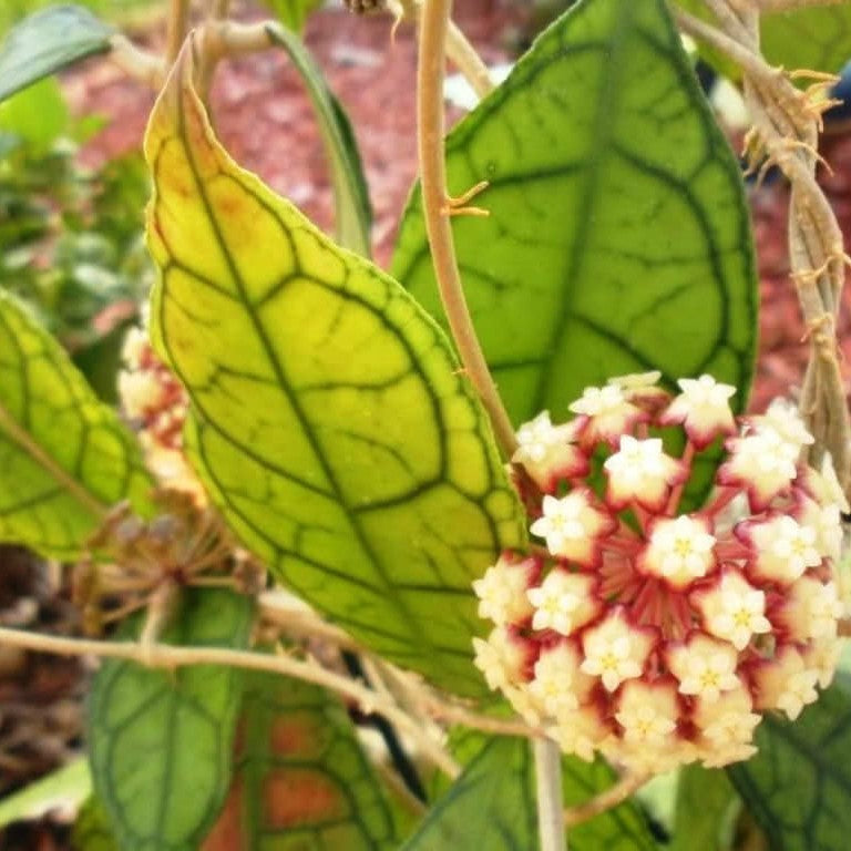  Hoya Finlaysonii Plant