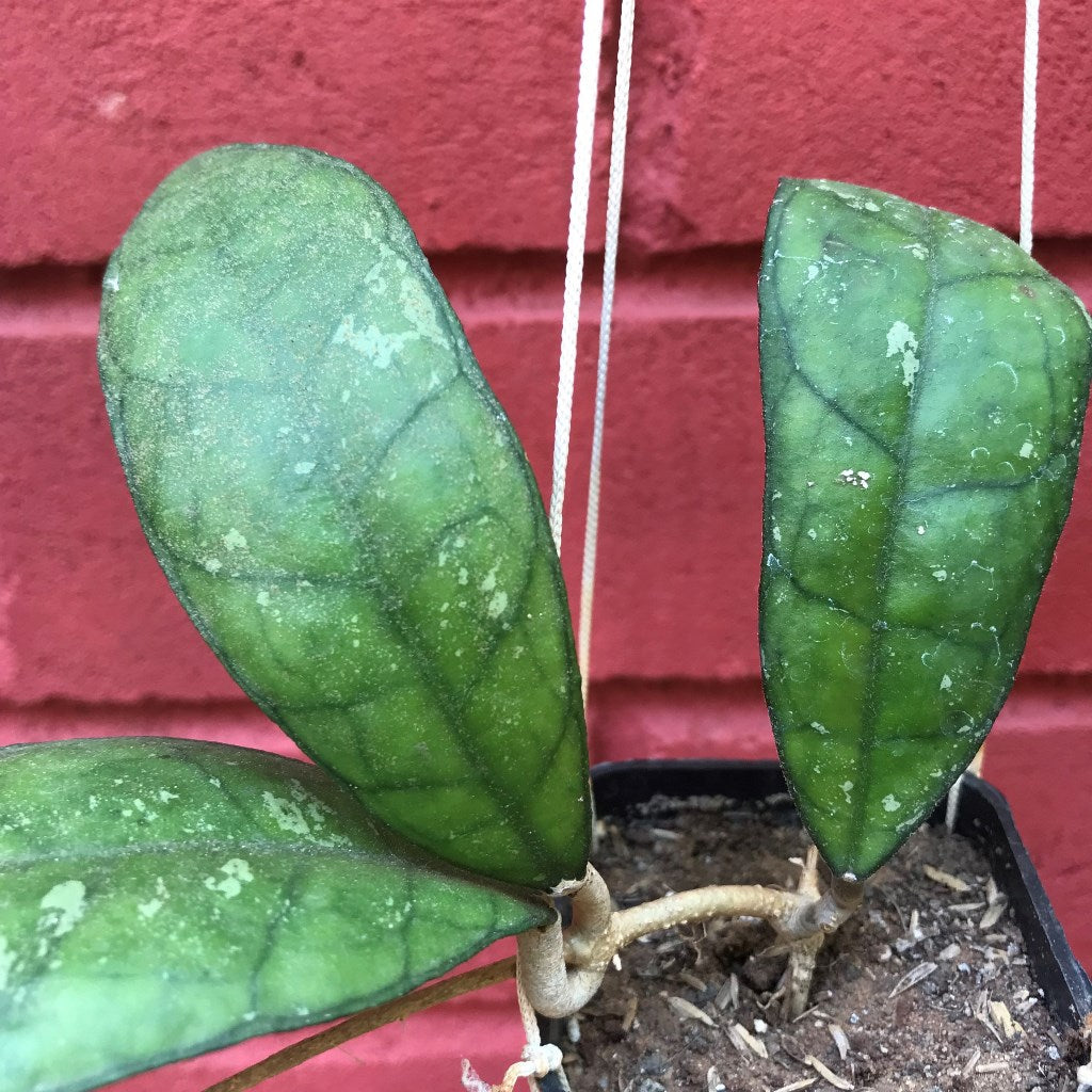  Hoya Finlaysonii Plant