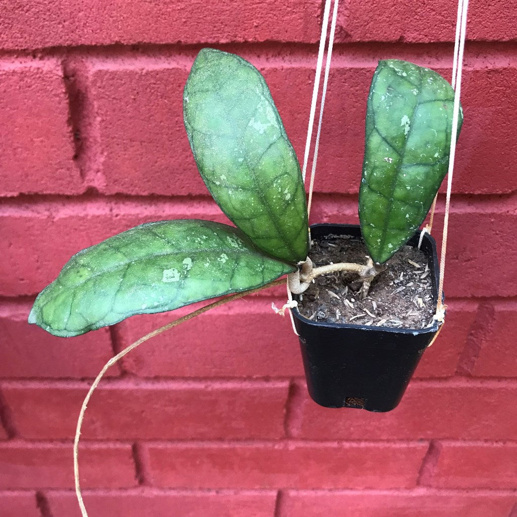  Hoya Finlaysonii Plant