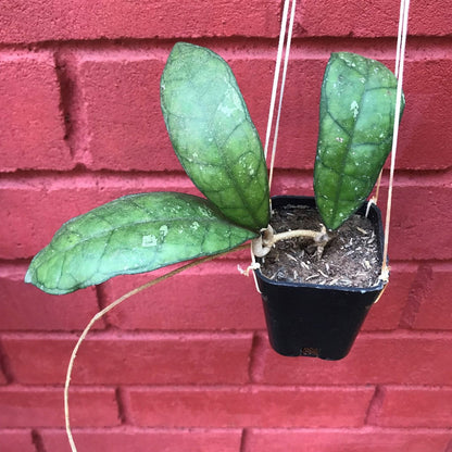  Hoya Finlaysonii Plant