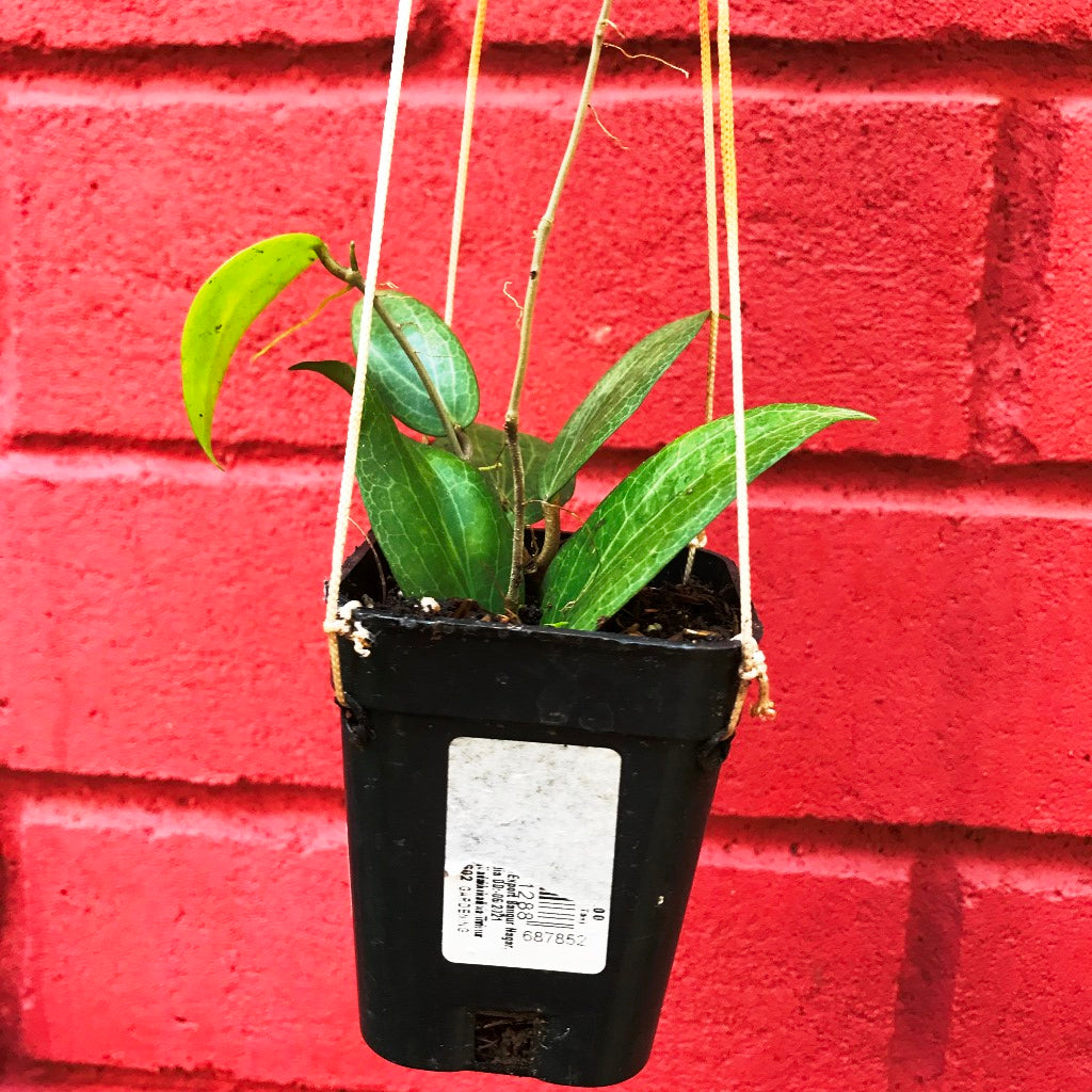  Hoya Fitchii Plant