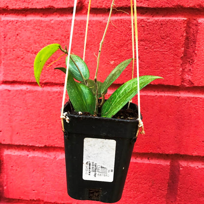  Hoya Fitchii Plant