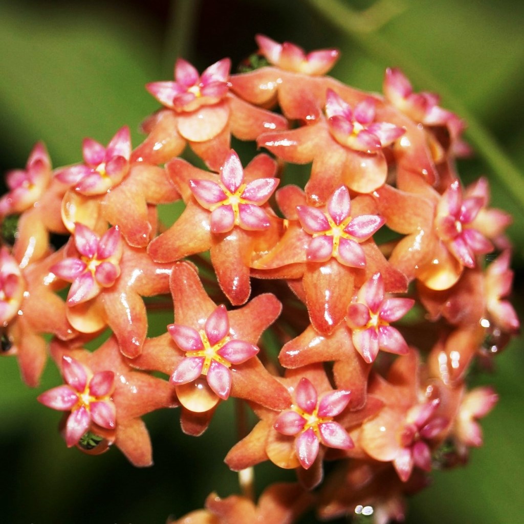  Hoya Fitchii Plant