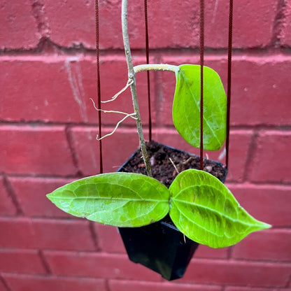  Hoya Flores Island Plant