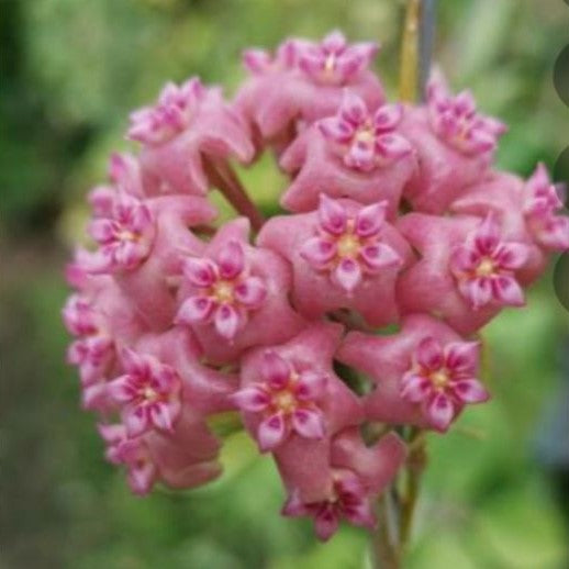  Hoya Flores Island Plant