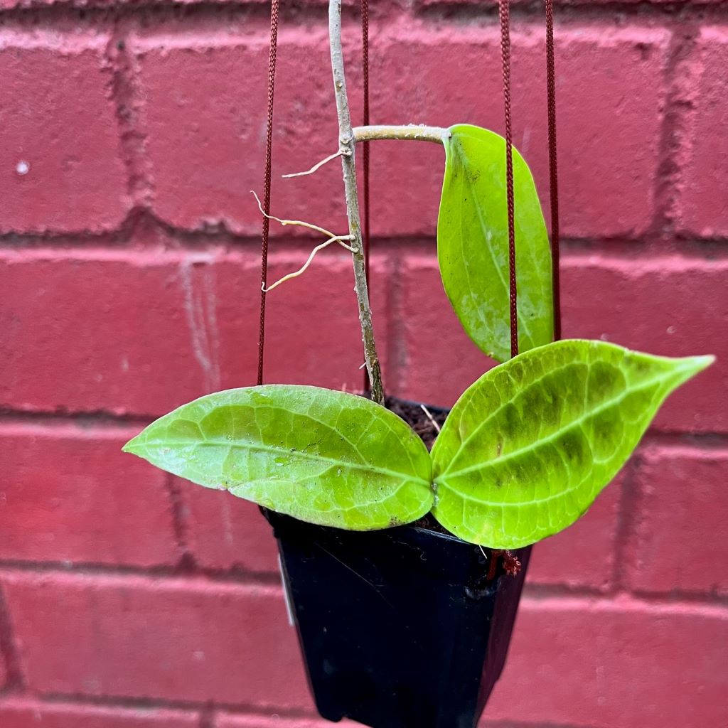  Hoya Flores Island Plant