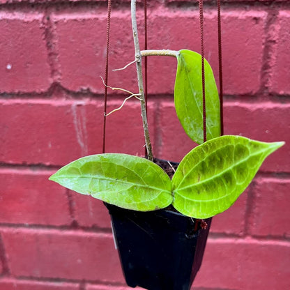  Hoya Flores Island Plant
