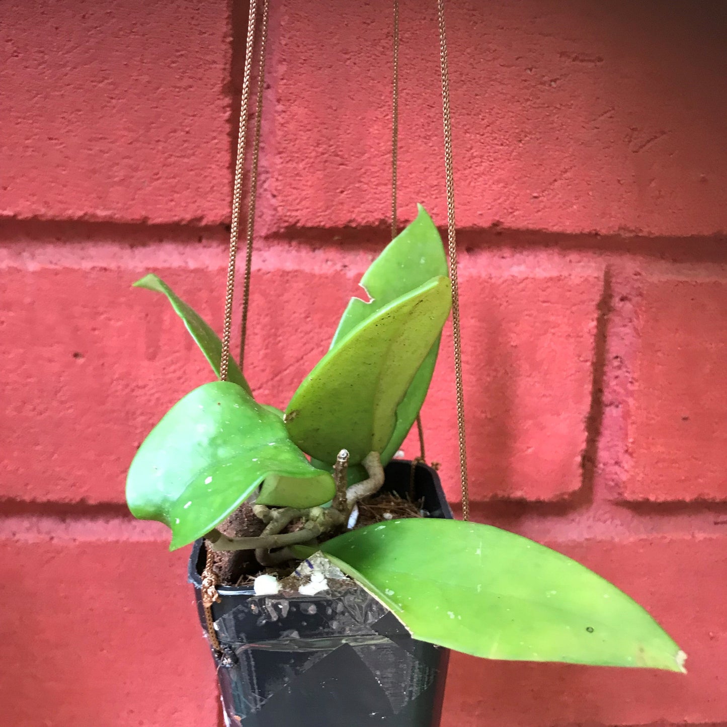  Hoya Fungii Plant