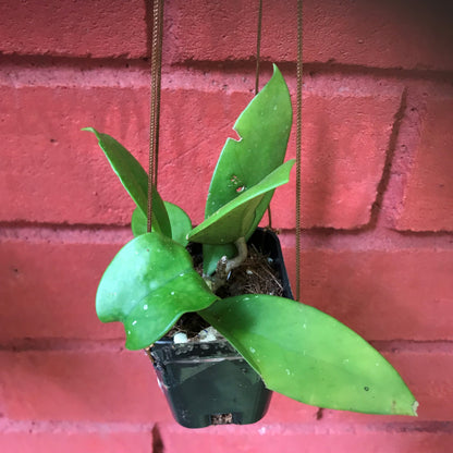  Hoya Fungii Plant