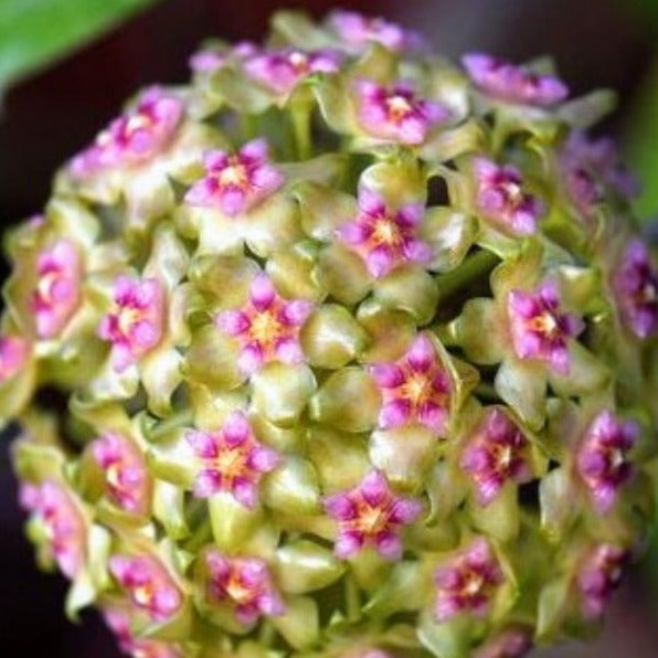  Hoya Glabra Borneo Plant
