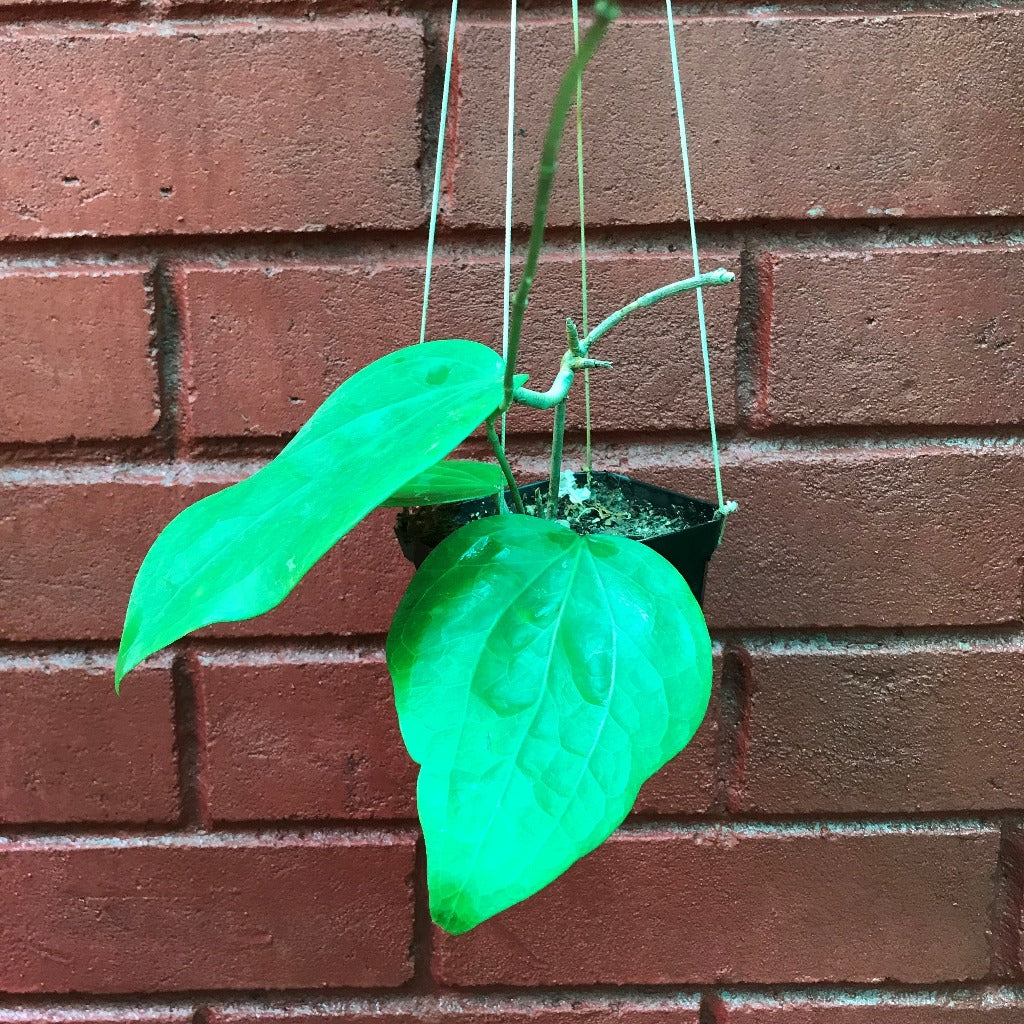  Hoya Glabra Borneo Plant