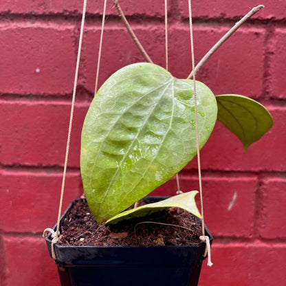  Hoya Glabra Borneo Plant