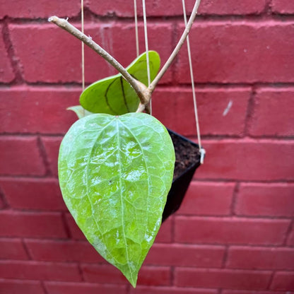  Hoya Glabra Borneo Plant