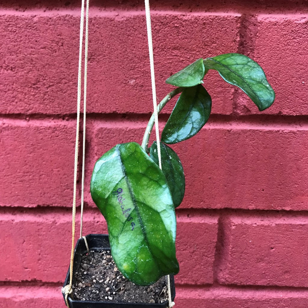  Hoya Globulosa Plant