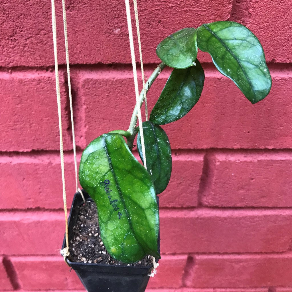  Hoya Globulosa Plant