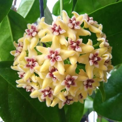  Hoya Halconensis Plant