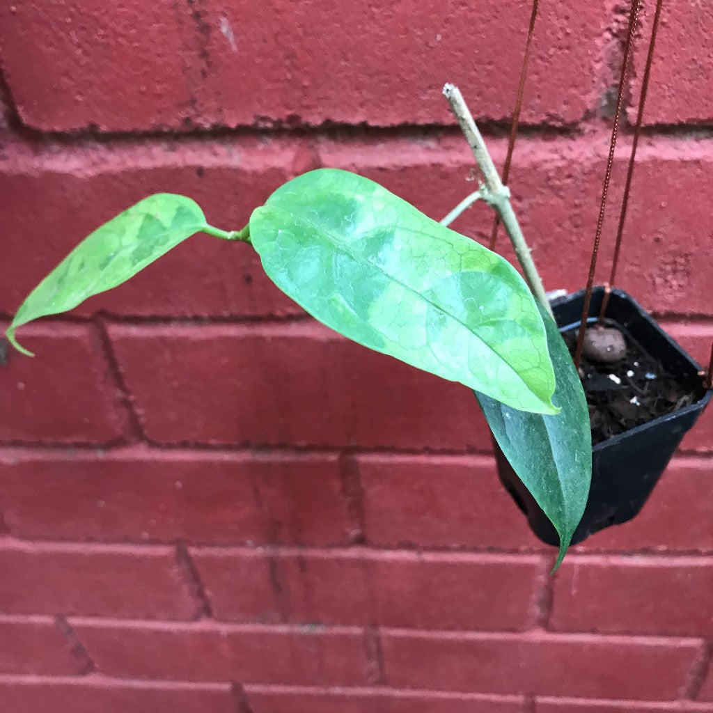  Hoya Mindorensis Pg12 Plant
