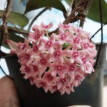 Hoya Hanhiae Pink Plant