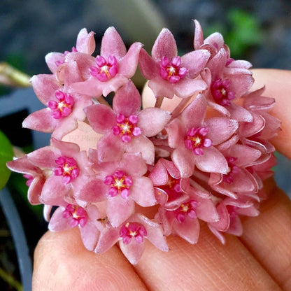  Hoya Hanhiae Pink Plant