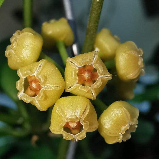  Hoya Heuschkeliana Yellow Plant