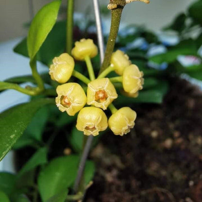  Hoya Heuschkeliana Yellow Plant