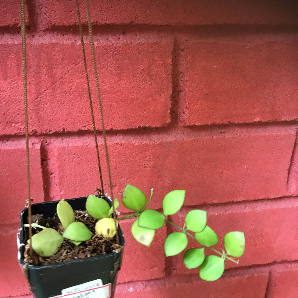  Hoya Heuschkeliana Pink Plant