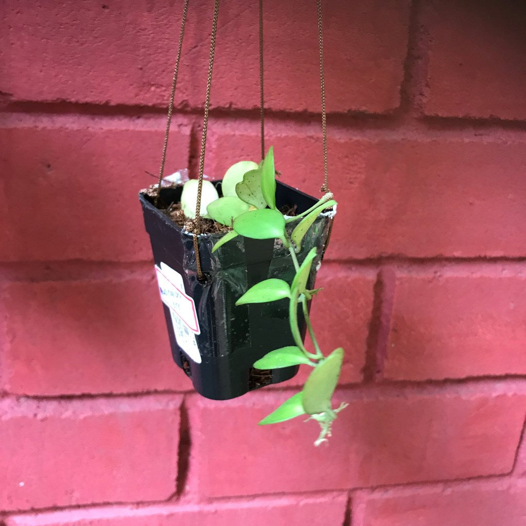  Hoya Heuschkeliana Pink Plant