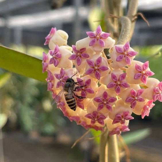  Hoya Icensis Plant