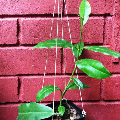  Hoya Imperialis Red Plant