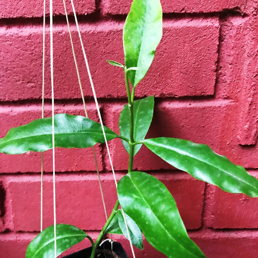  Hoya Imperialis Red Plant