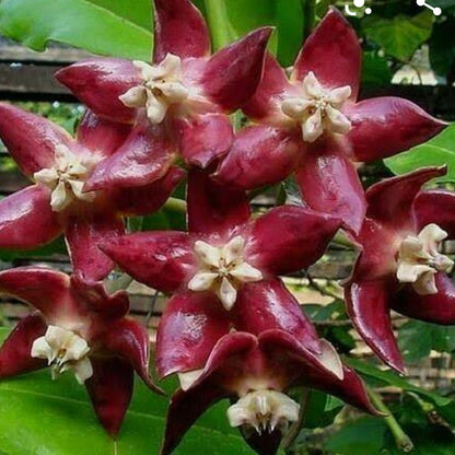  Hoya Imperialis Red Plant