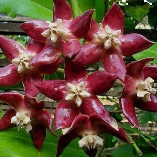  Hoya Imperialis Red Plant