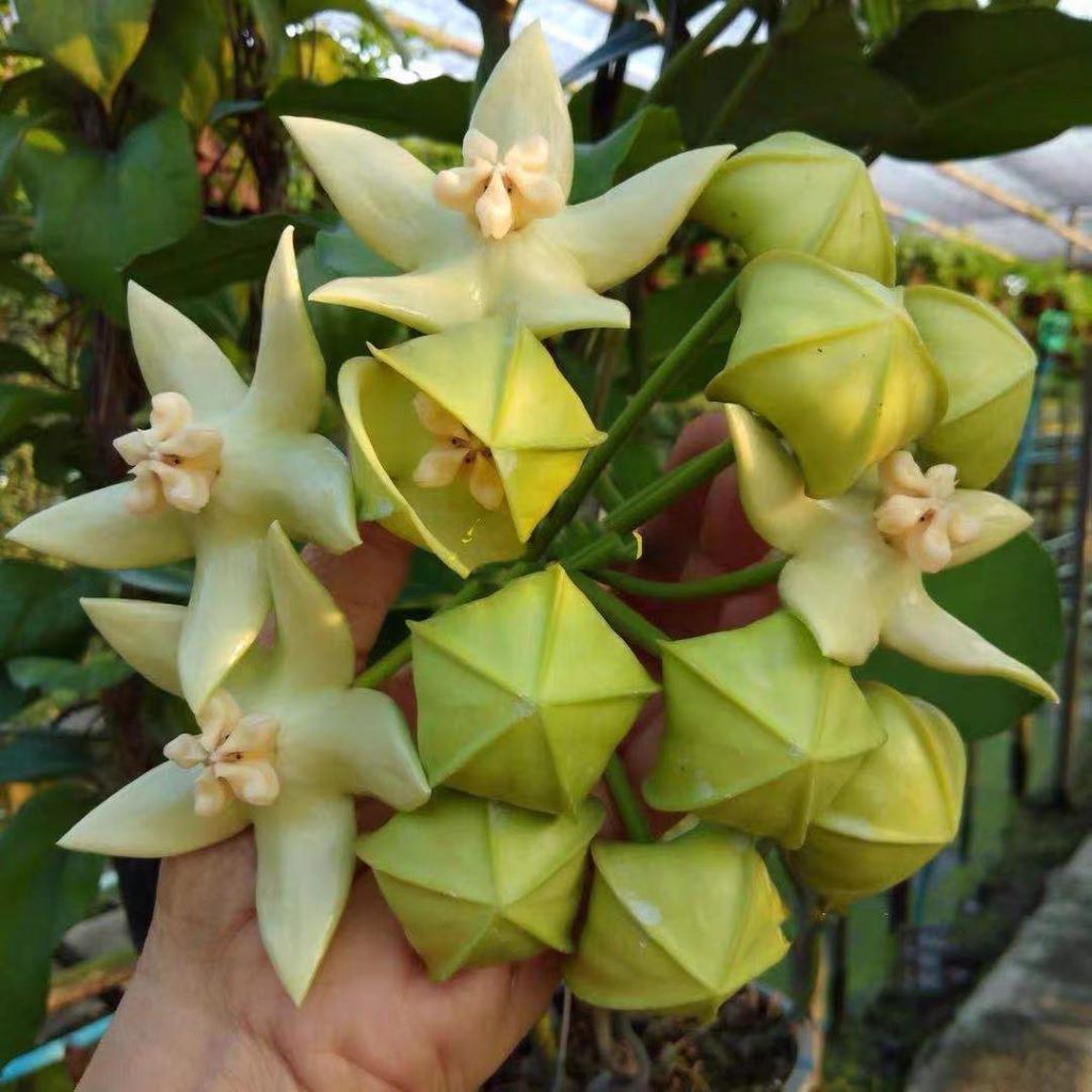  Hoya Imperialis White Plant