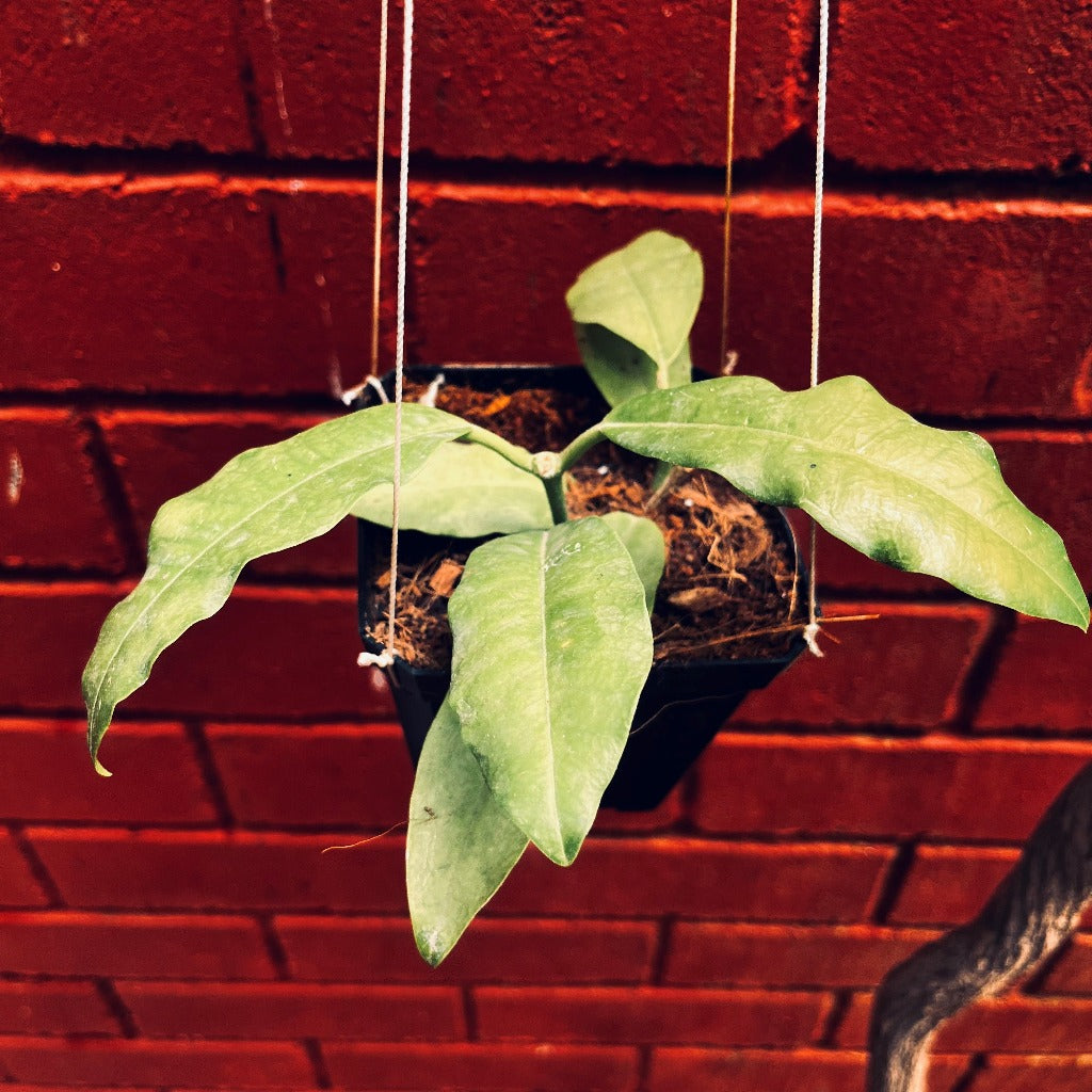  Hoya Imperialis White Plant