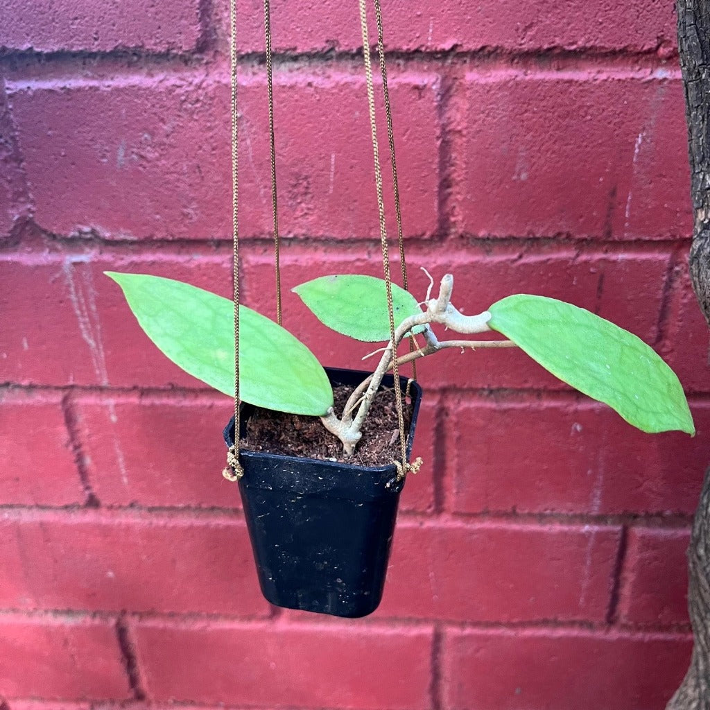  Hoya Jennifer Plant