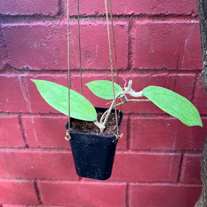  Hoya Jennifer Plant