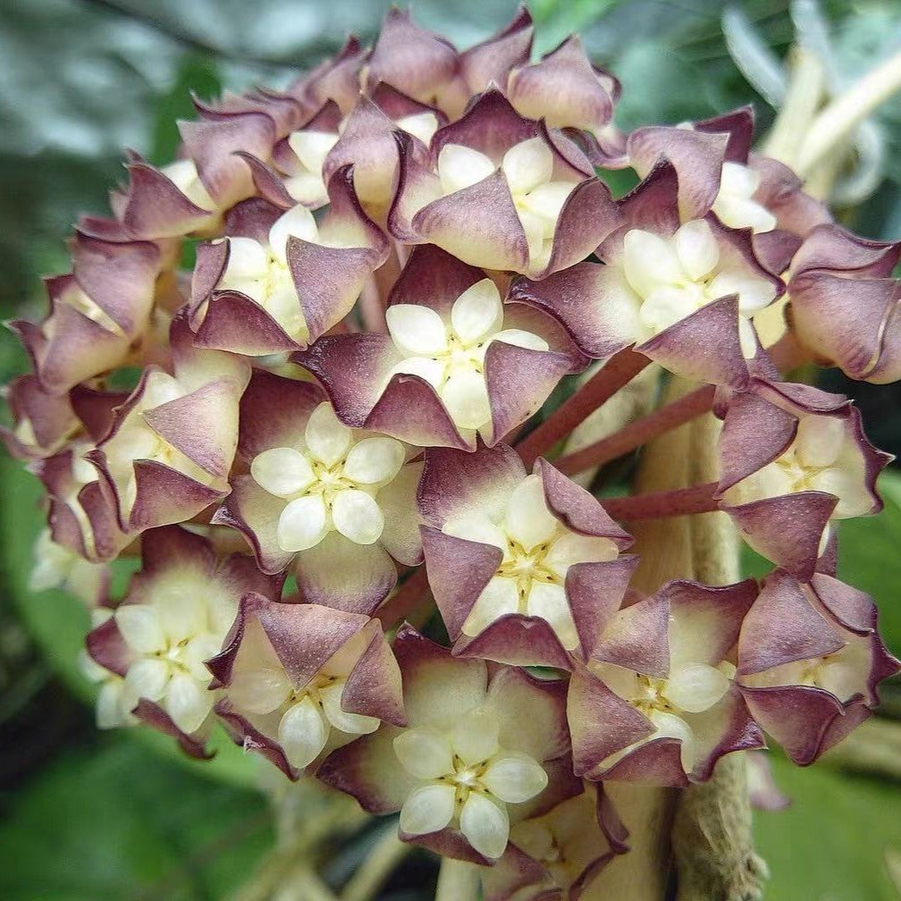  Hoya Jennifer Plant