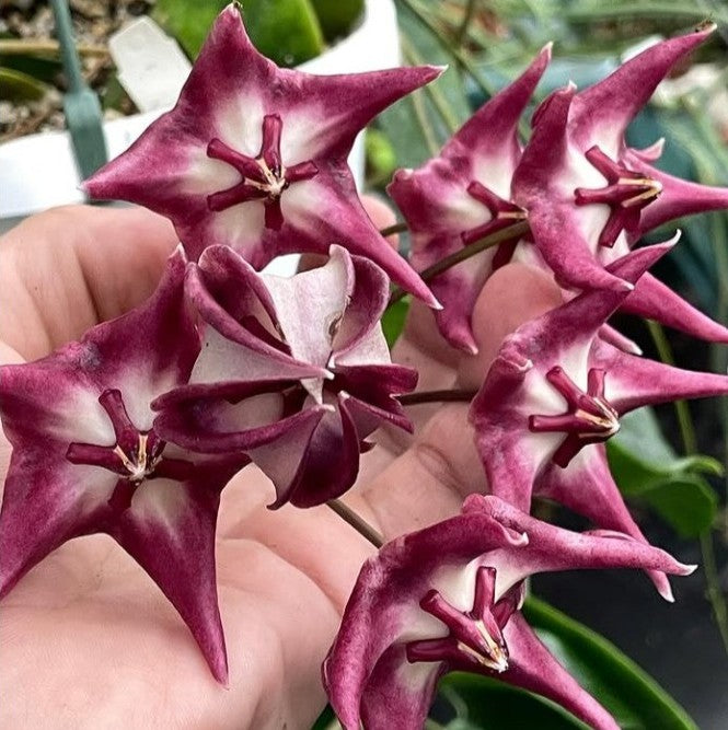  Hoya Kaimuki Plant