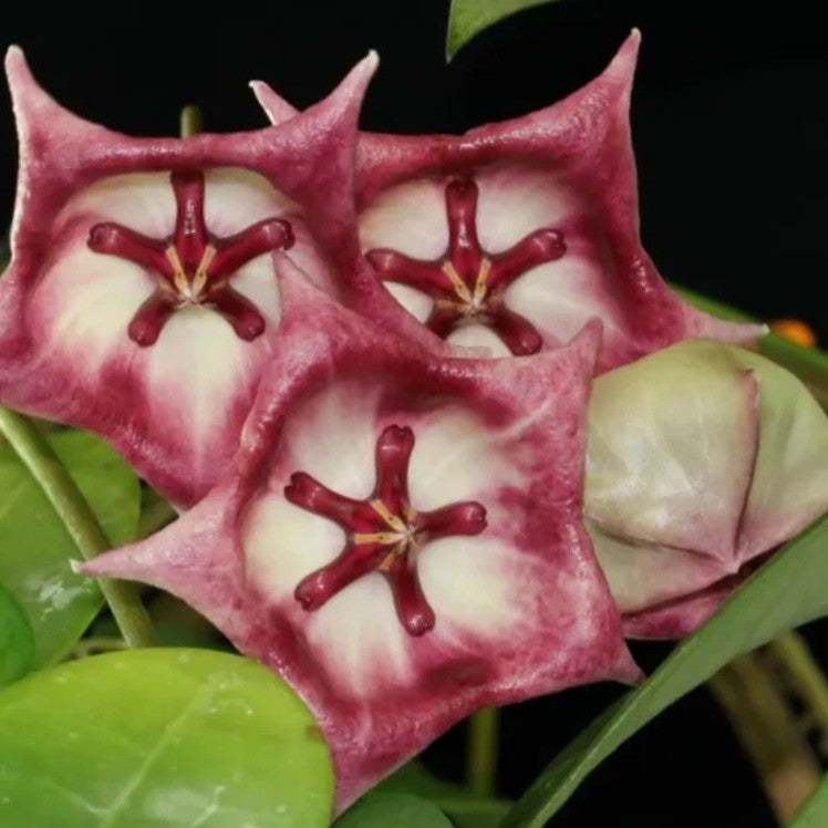  Hoya Kaimuki Plant