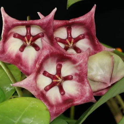  Hoya Kaimuki Plant