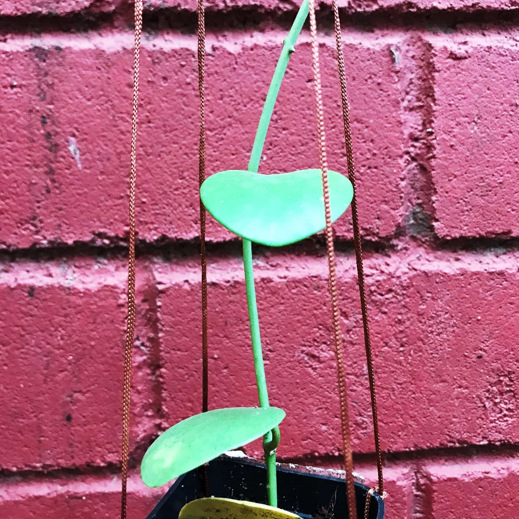  Hoya Kastbergii Plant